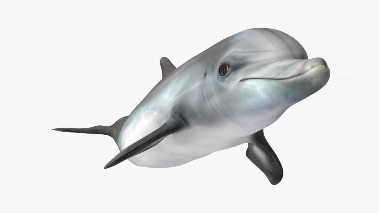 Dolphin Swimming Animated for Maya 3D model