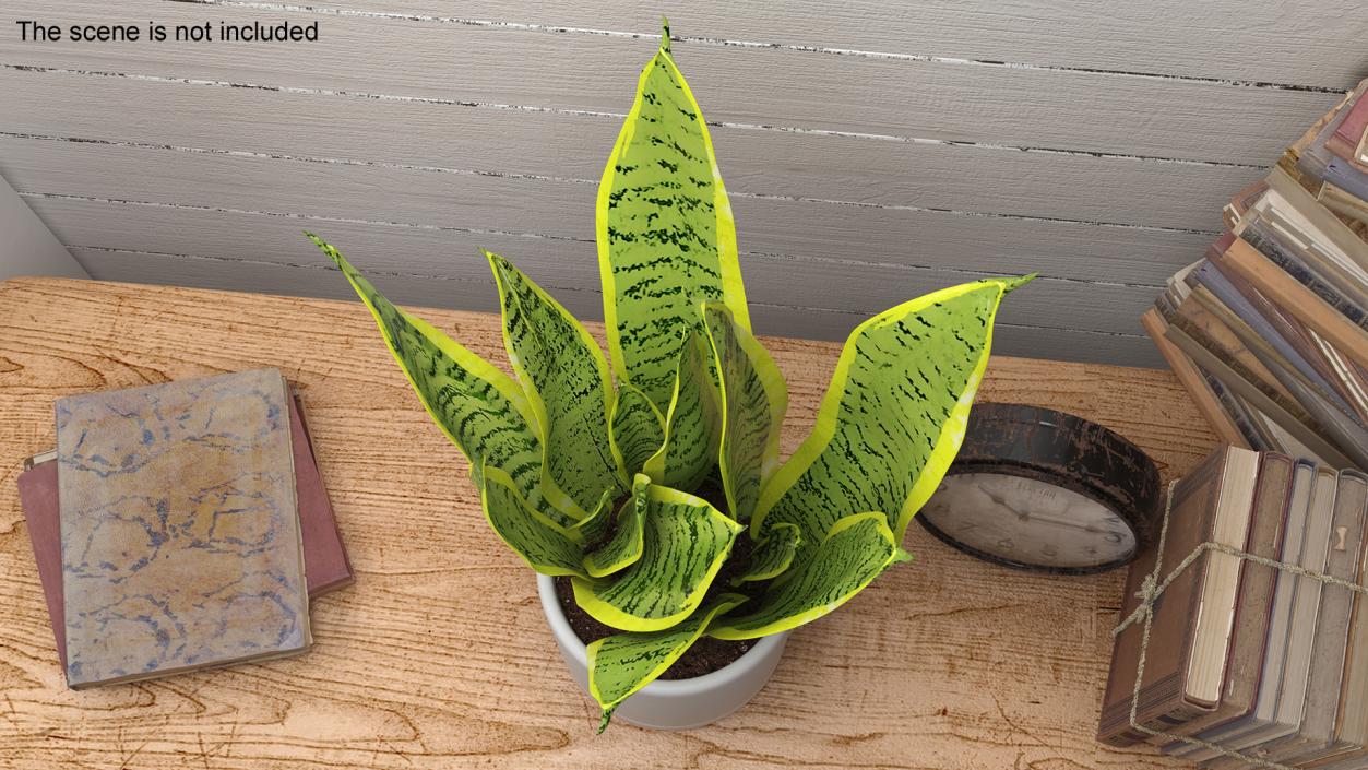 3D model Dracaena Trifasciata