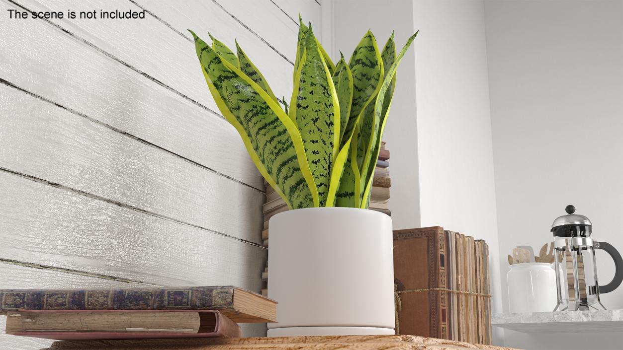 3D model Dracaena Trifasciata