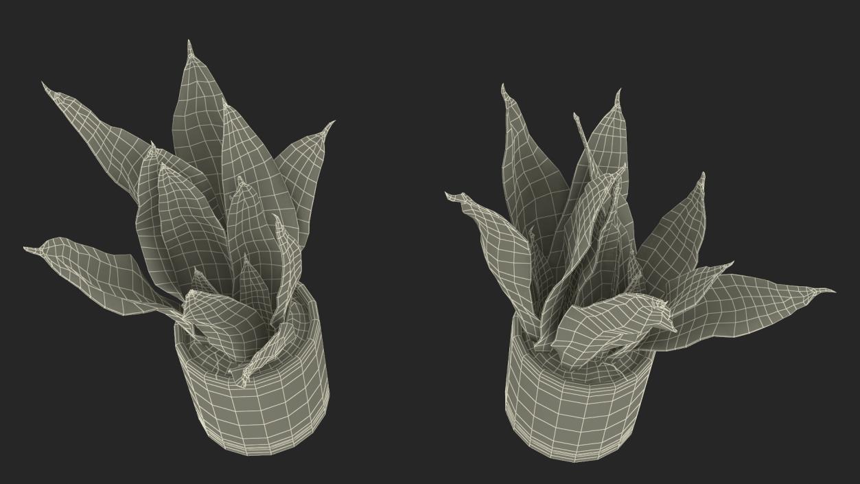 3D model Dracaena Trifasciata