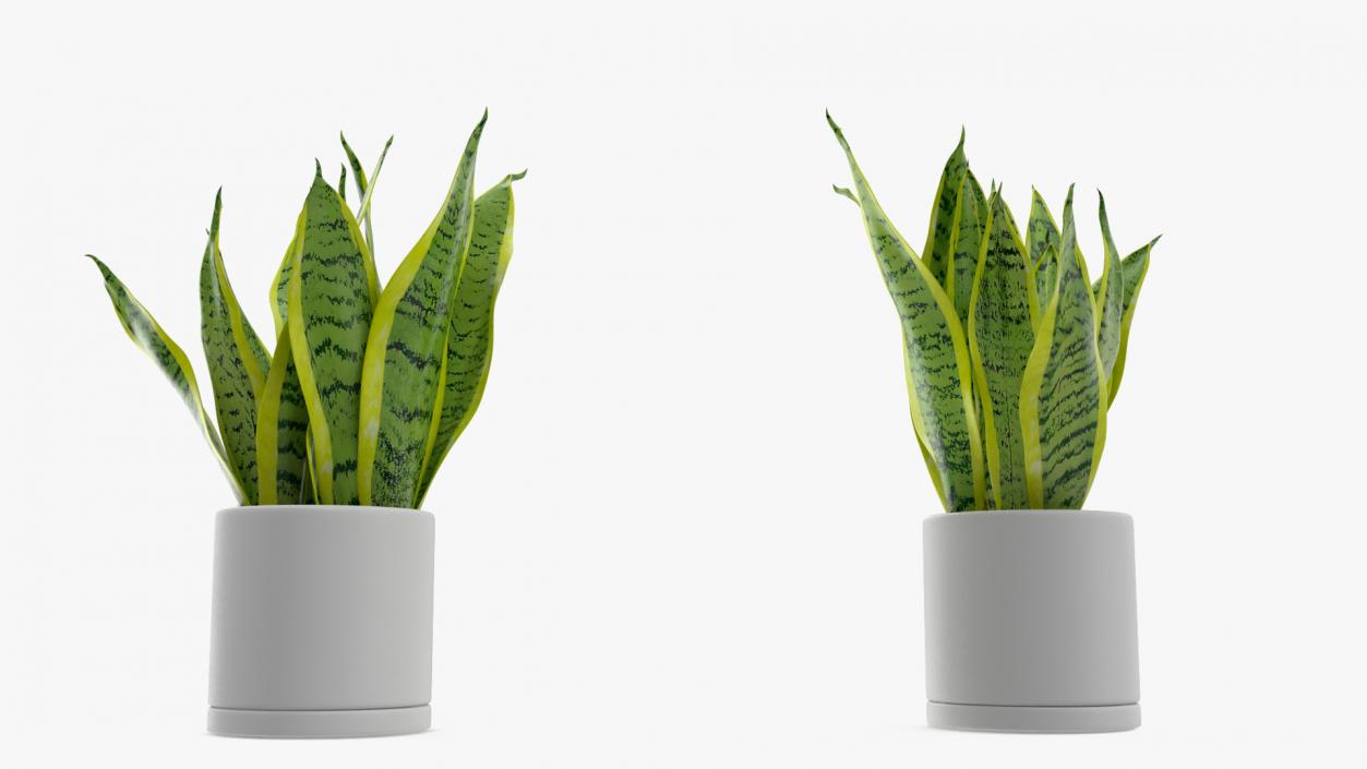 3D model Dracaena Trifasciata