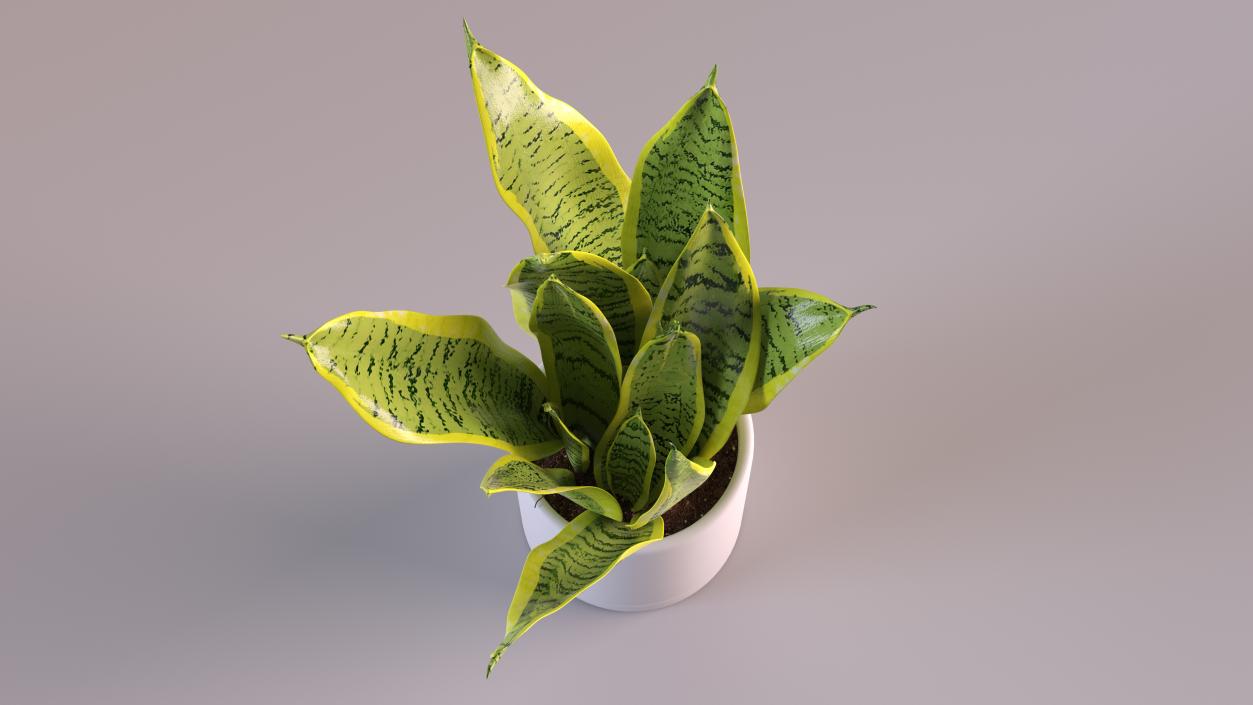 3D model Dracaena Trifasciata