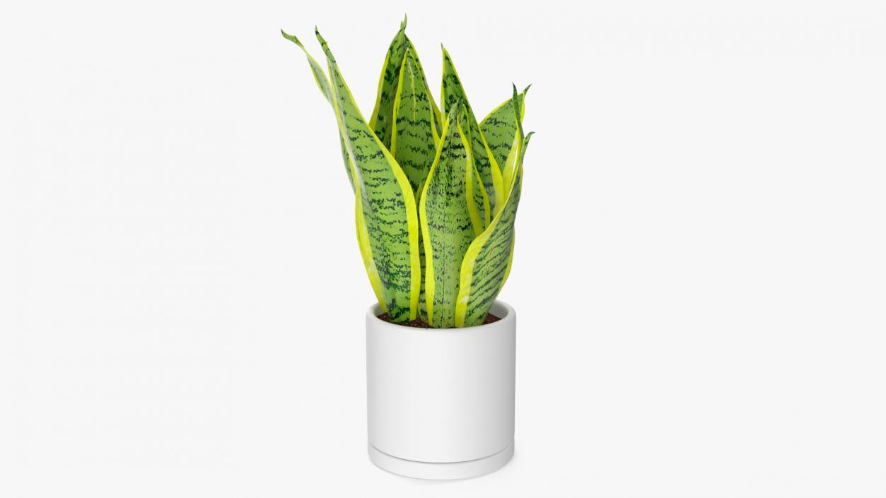 3D model Dracaena Trifasciata