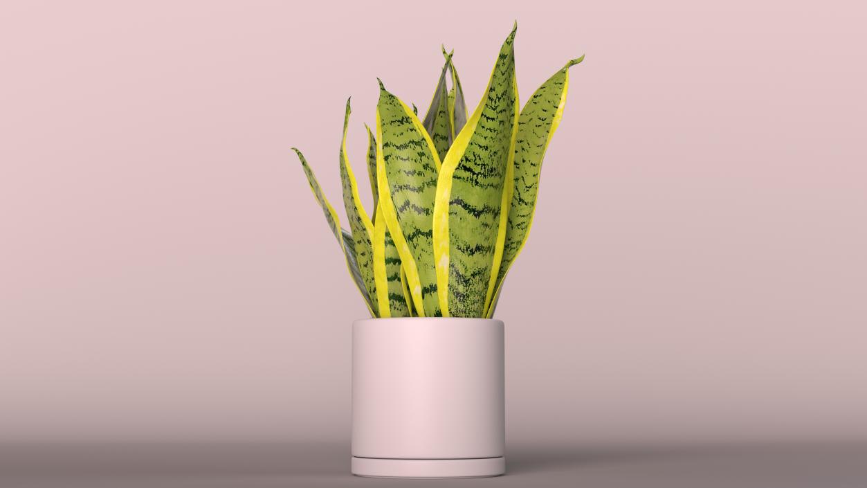 3D model Dracaena Trifasciata