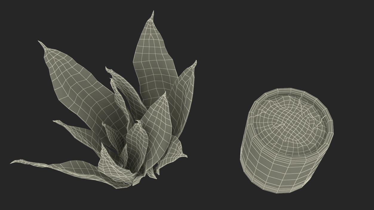 3D model Dracaena Trifasciata