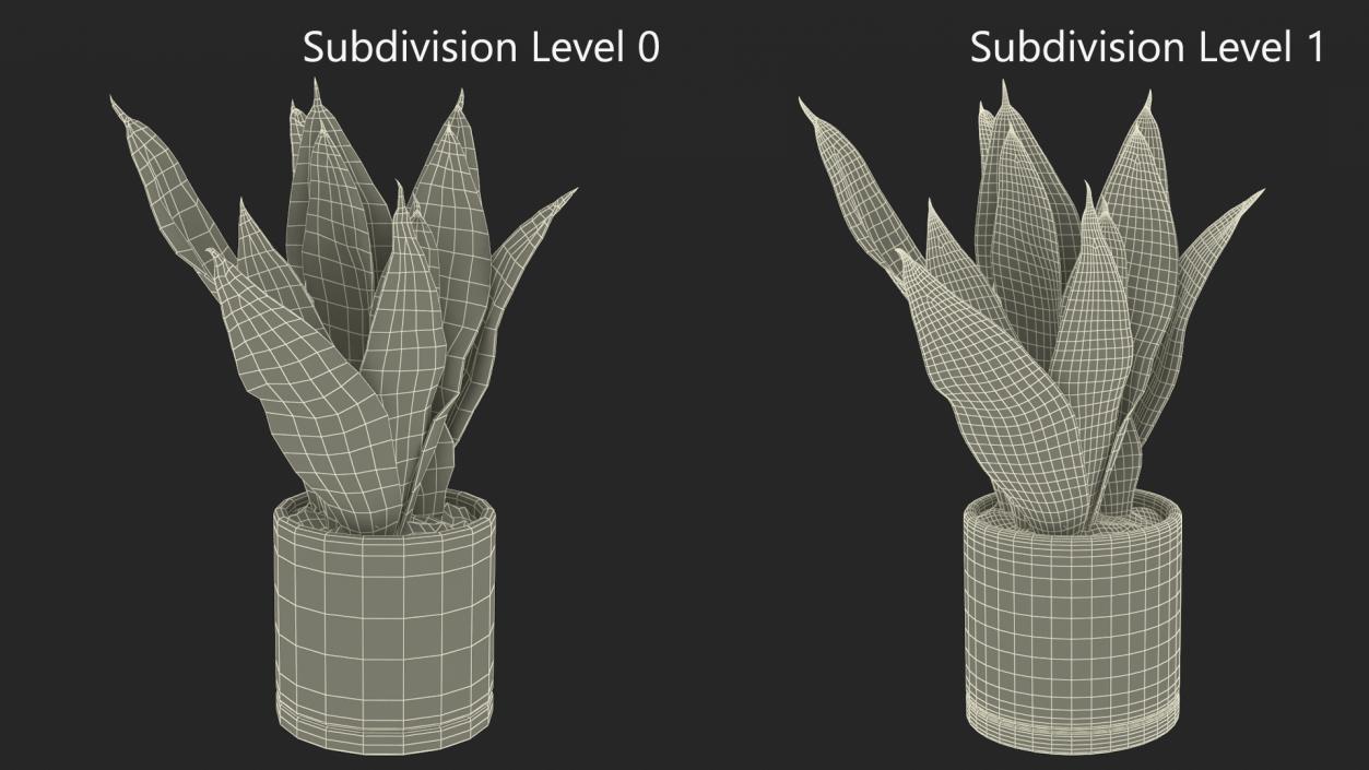 3D model Dracaena Trifasciata