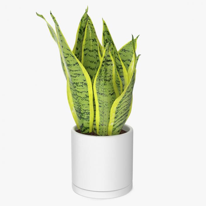 3D model Dracaena Trifasciata