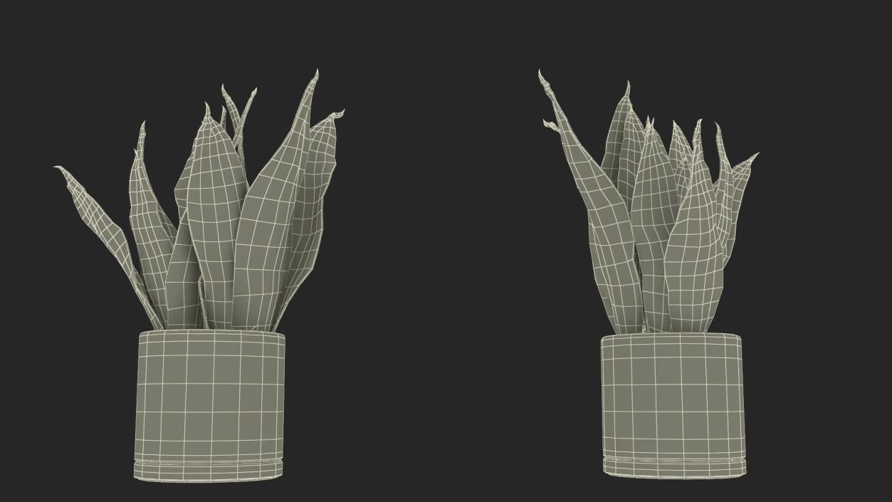 3D model Dracaena Trifasciata