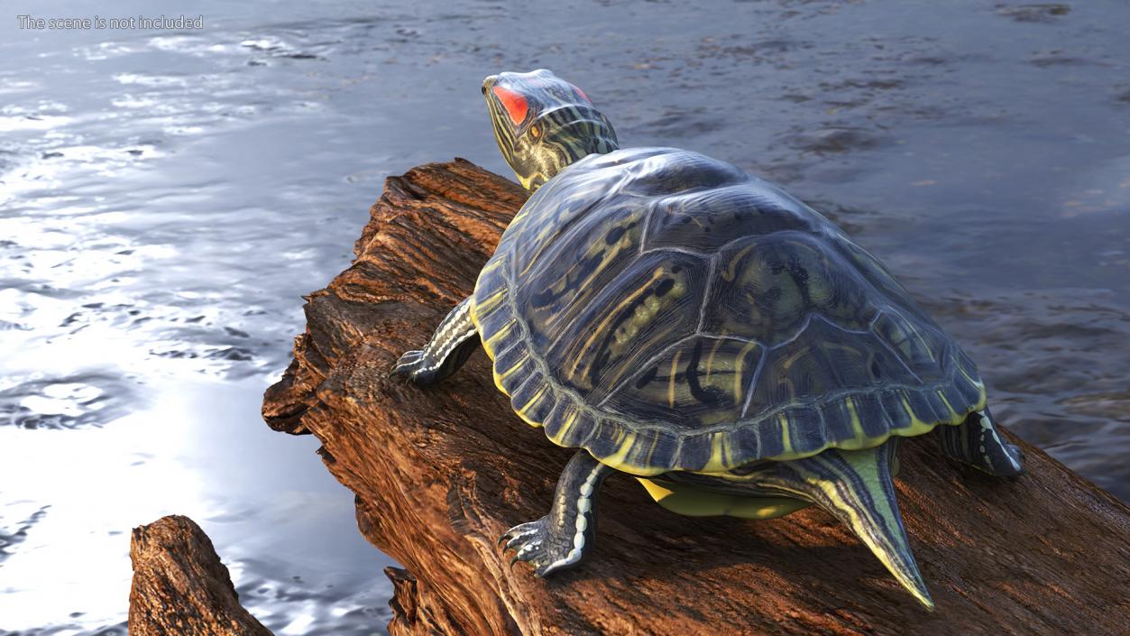 3D Red Eared Slider