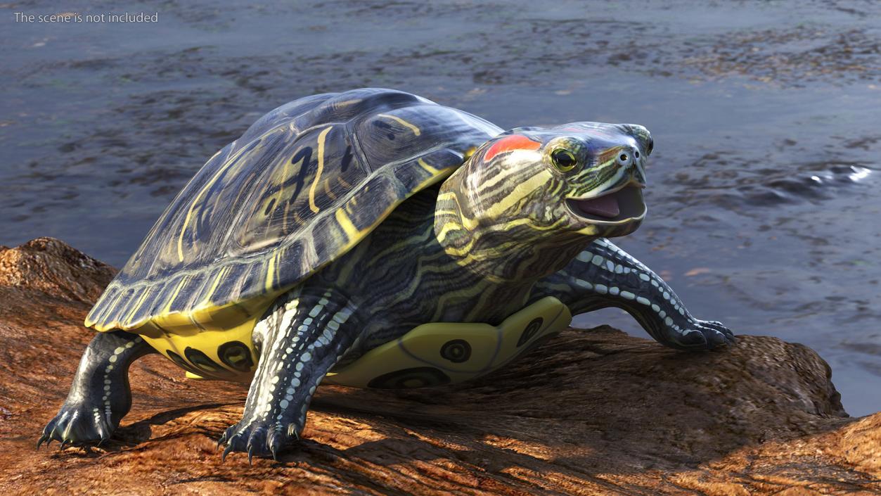 3D Red Eared Slider