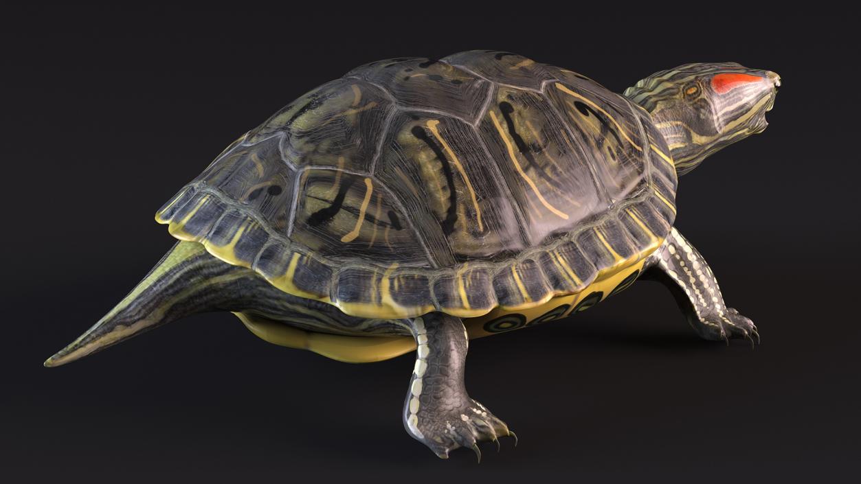 3D Red Eared Slider