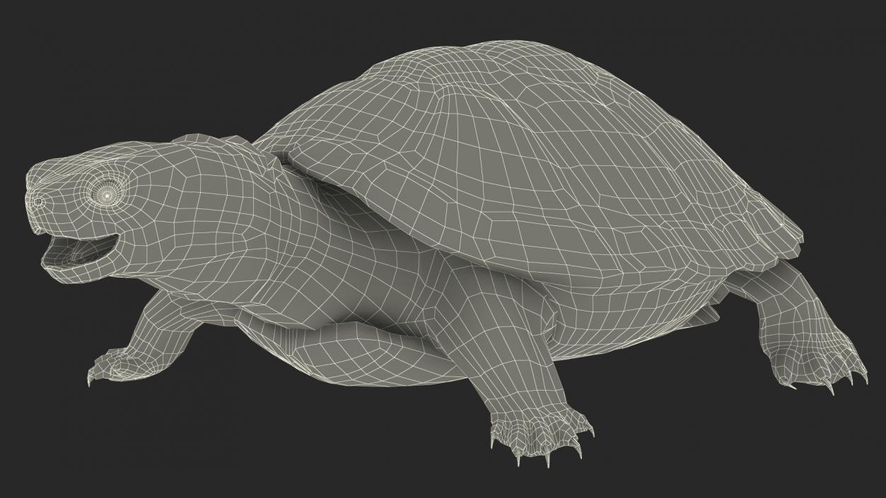 3D Red Eared Slider