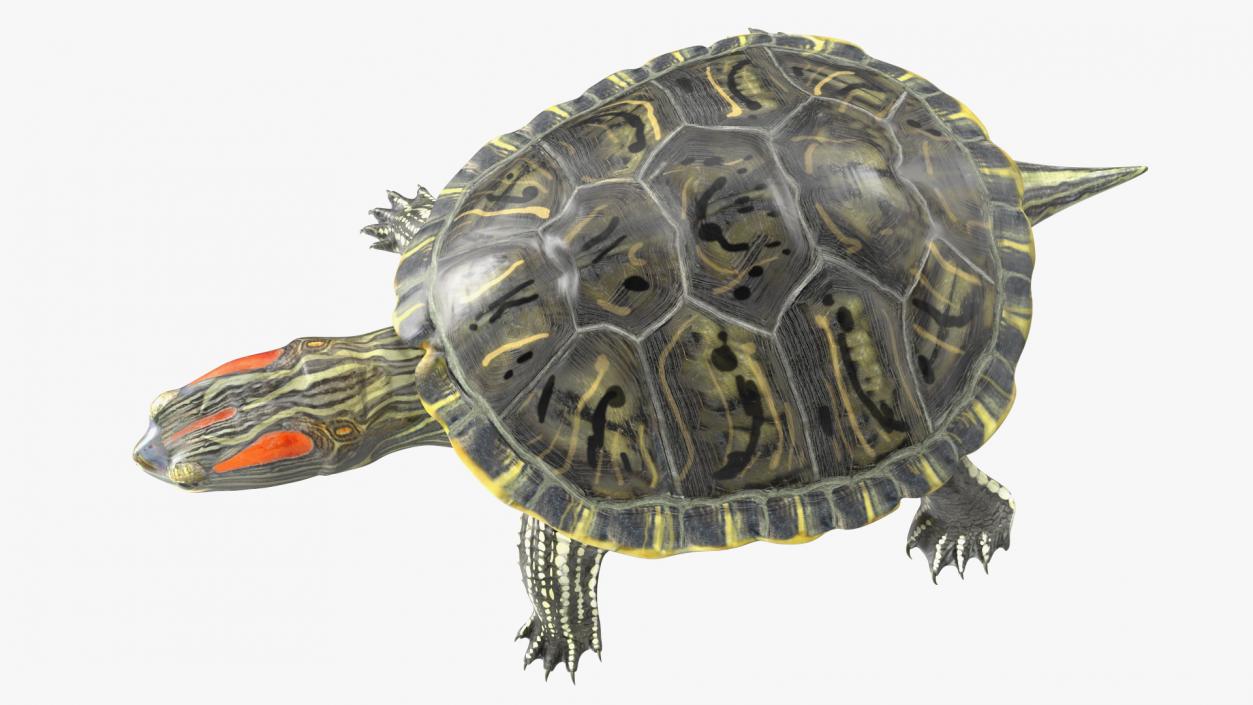 3D Red Eared Slider