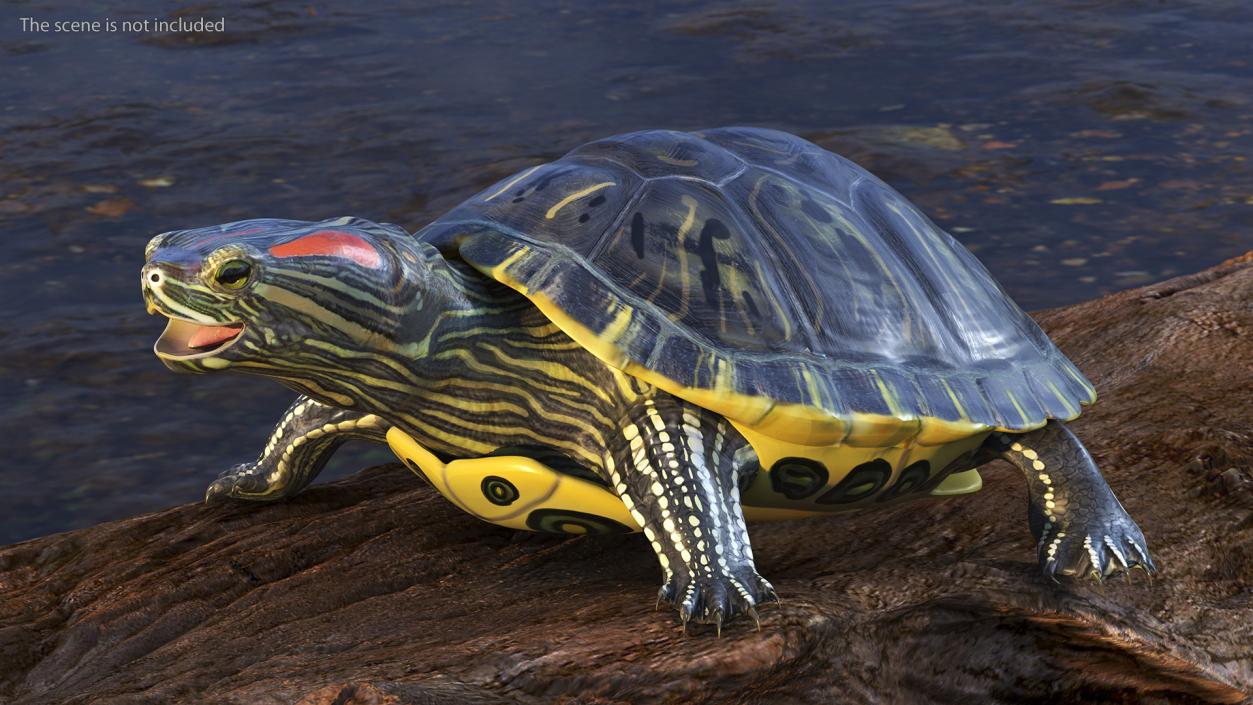 3D Red Eared Slider