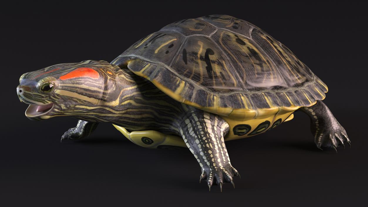 3D Red Eared Slider