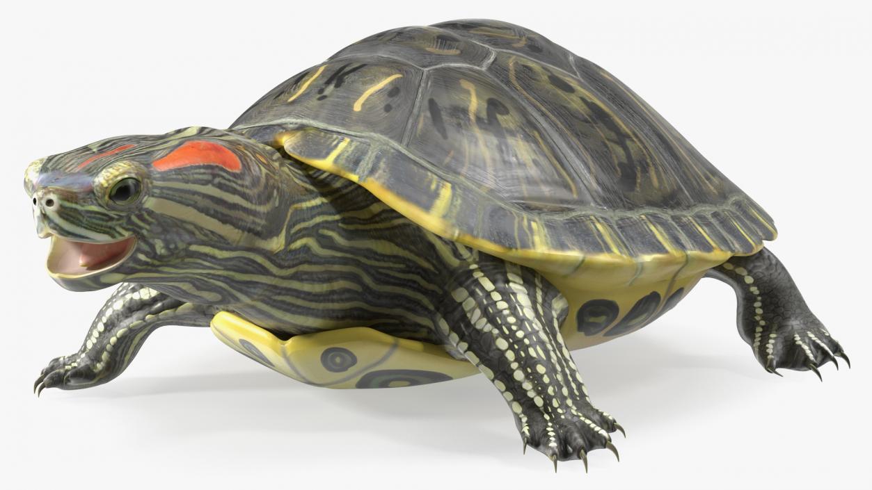 3D Red Eared Slider