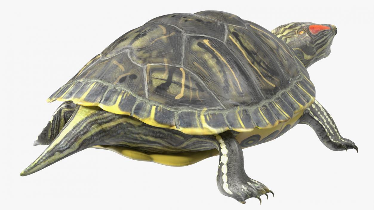 3D Red Eared Slider