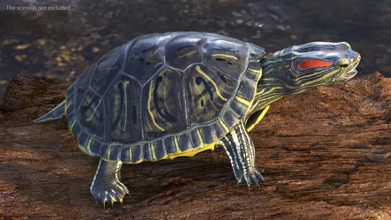 3D Red Eared Slider