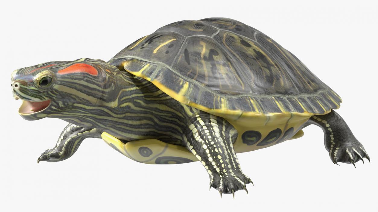 3D Red Eared Slider