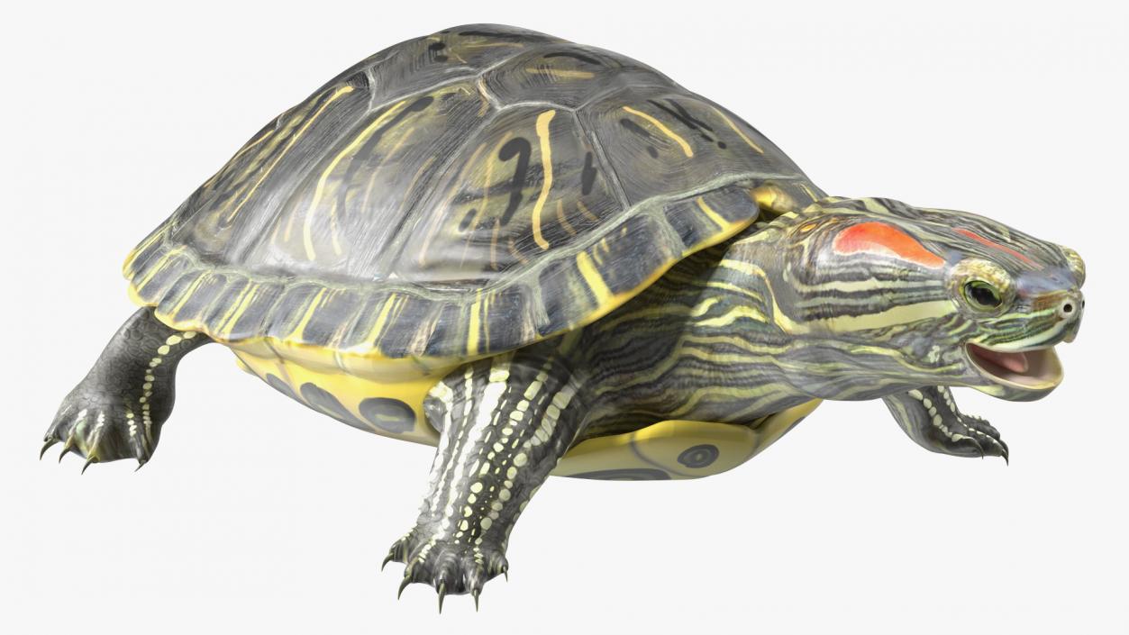 3D Red Eared Slider