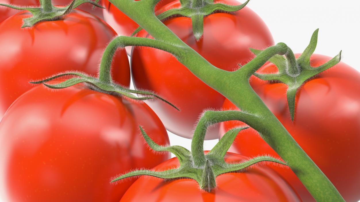 3D Cherry Tomatoes on the Vine Fur