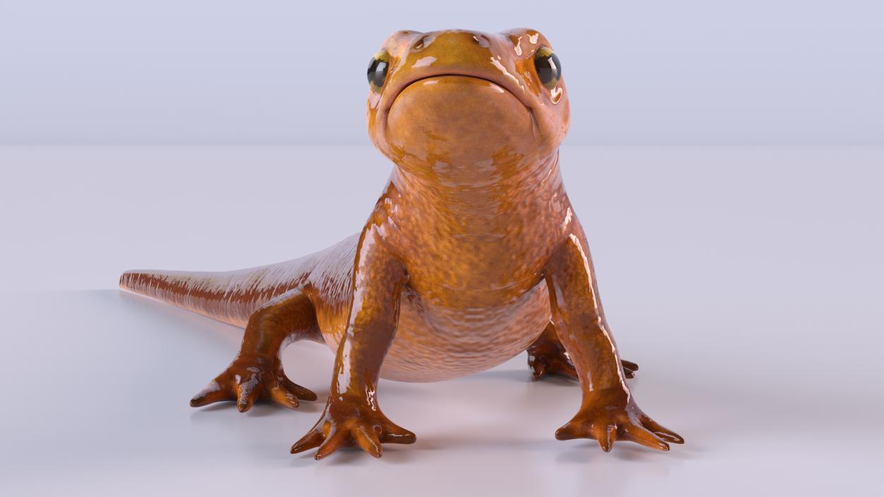 California Newt Standing Pose 3D model