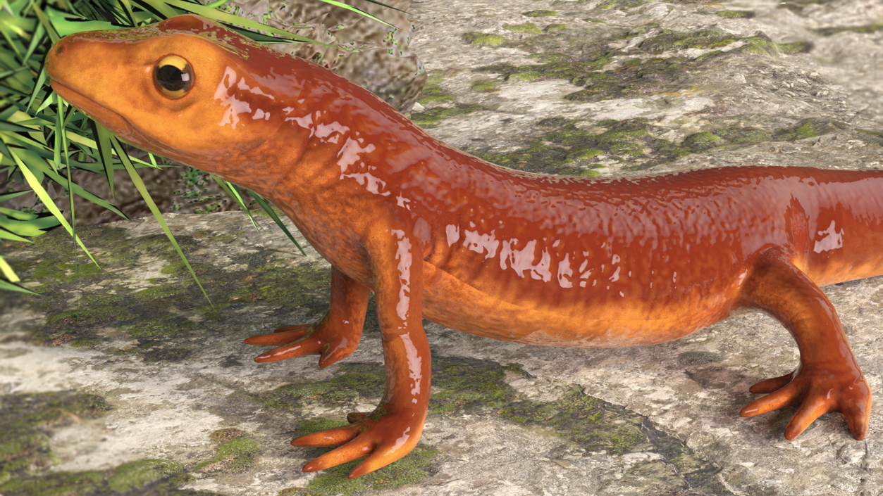 California Newt Standing Pose 3D model