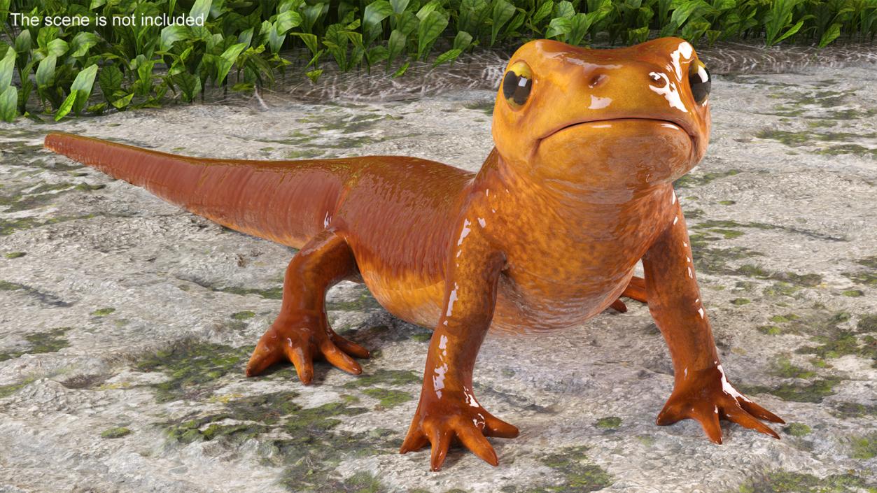 California Newt Standing Pose 3D model