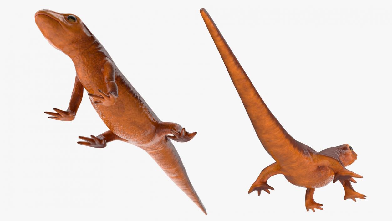 California Newt Standing Pose 3D model