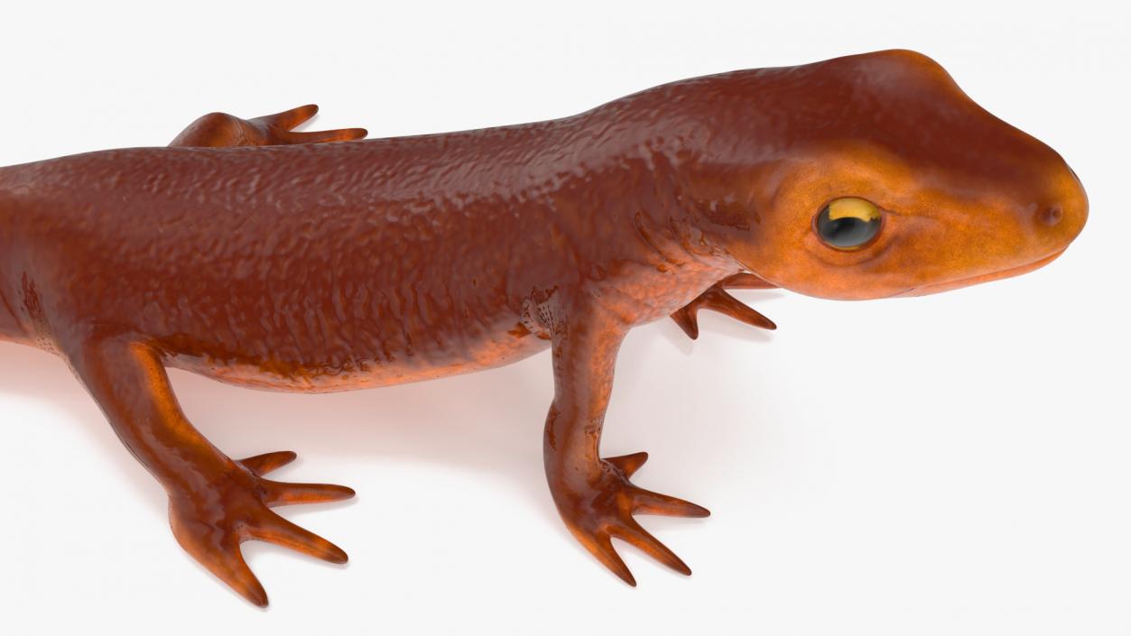 California Newt Standing Pose 3D model