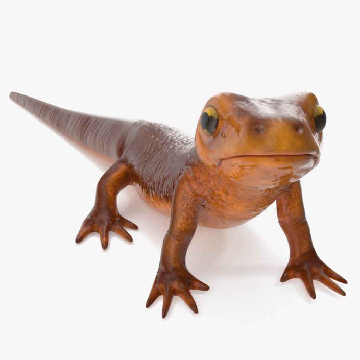 California Newt Standing Pose 3D model