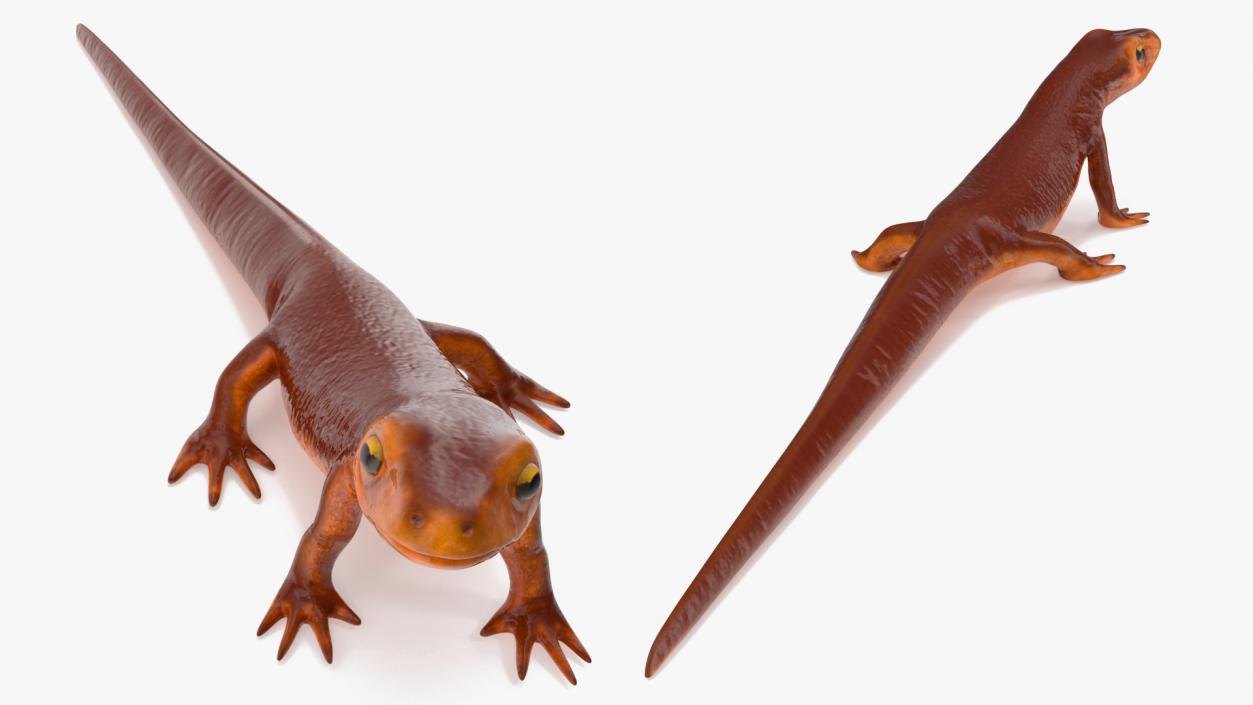 California Newt Standing Pose 3D model