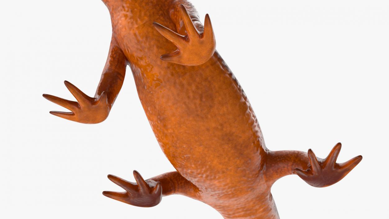 California Newt Standing Pose 3D model