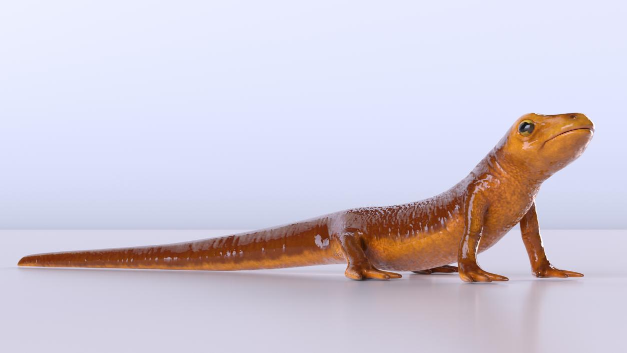 California Newt Standing Pose 3D model