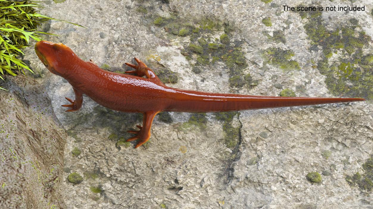 California Newt Standing Pose 3D model