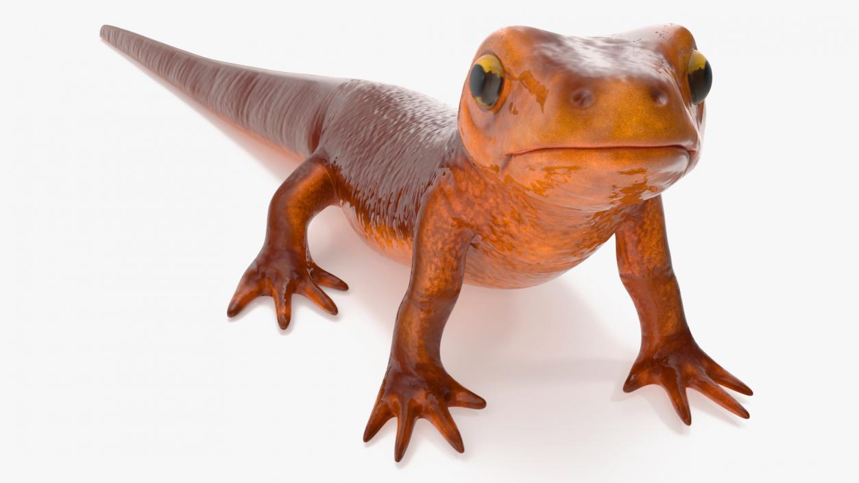 California Newt Standing Pose 3D model