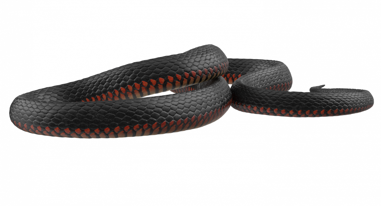 3D Coiled Black Snake model