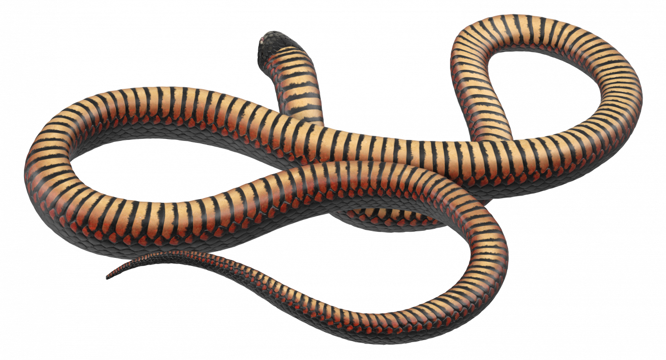 3D Coiled Black Snake model