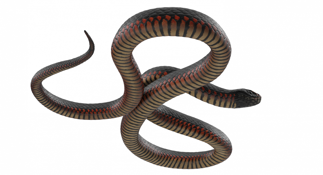 3D Coiled Black Snake model