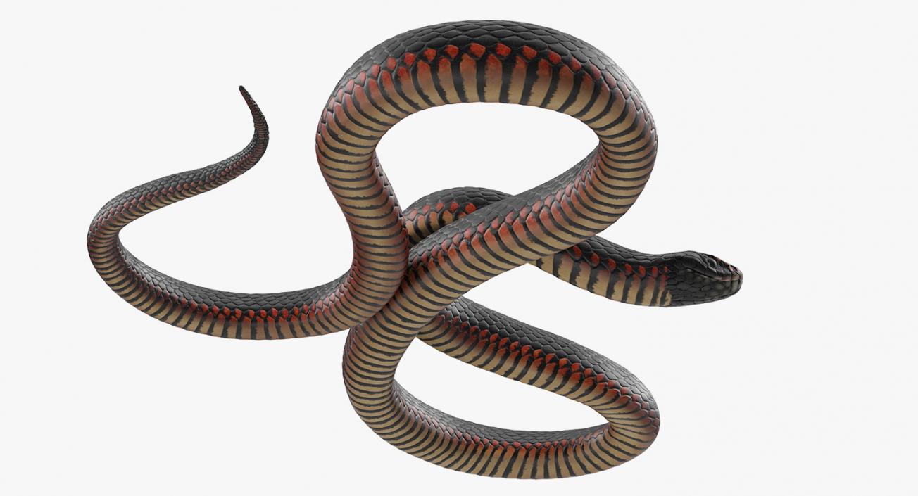 3D Coiled Black Snake model