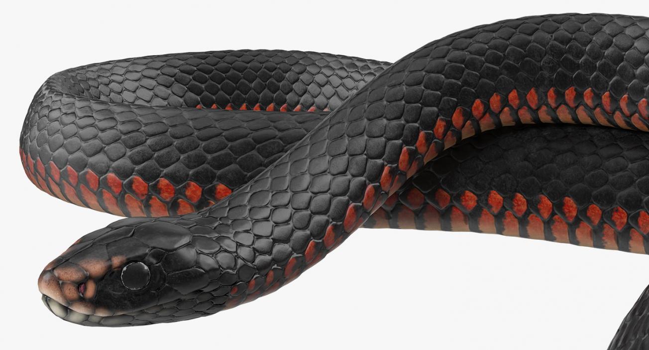 3D Coiled Black Snake model