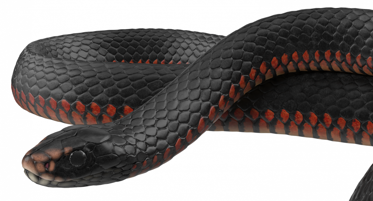 3D Coiled Black Snake model