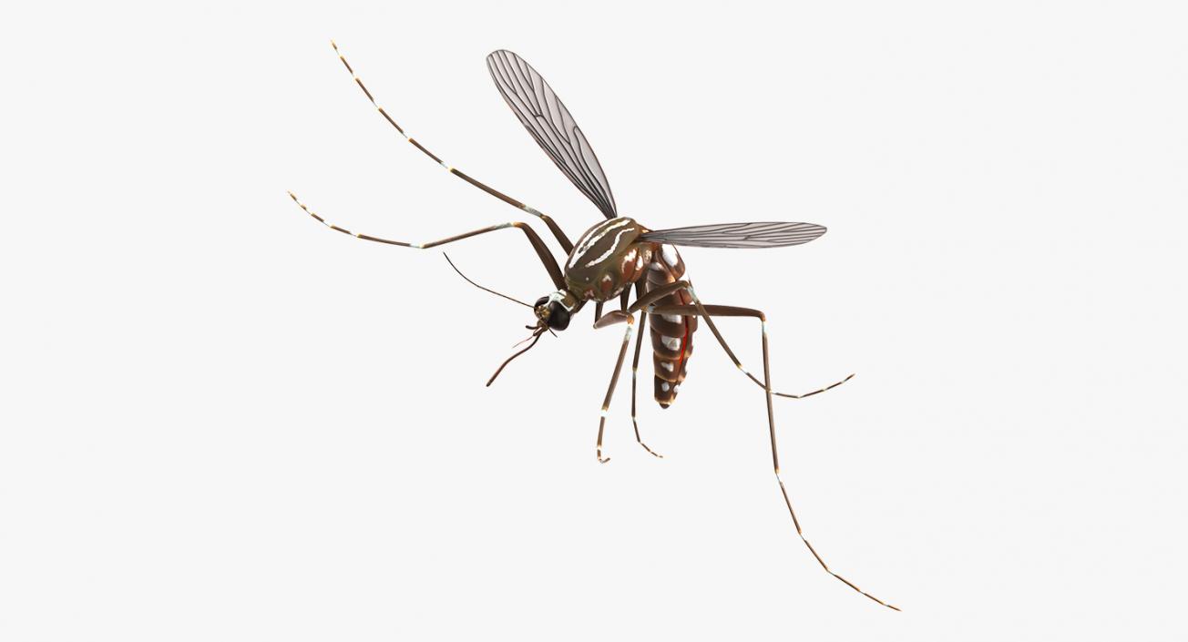 3D model Mosquito Rigged