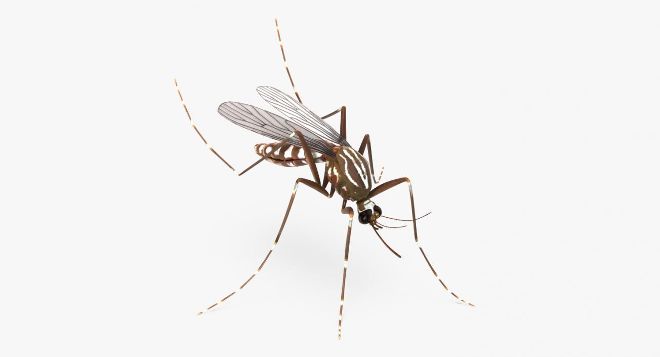 3D model Mosquito Rigged