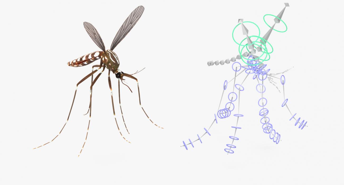 3D model Mosquito Rigged