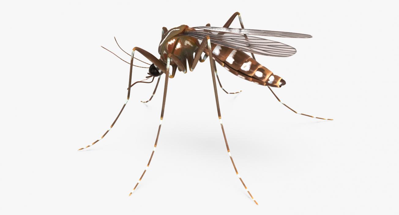 3D model Mosquito Rigged