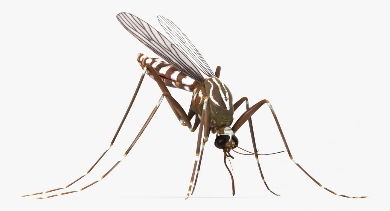 3D model Mosquito Rigged