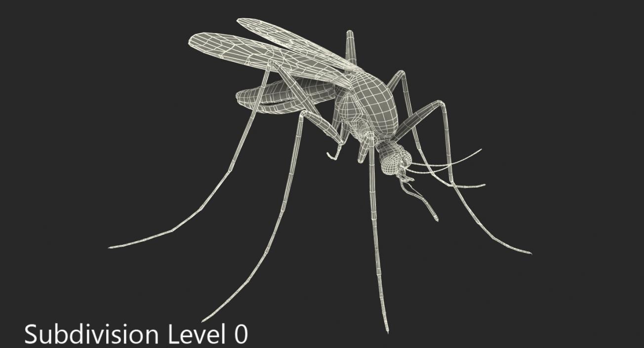 3D model Mosquito Rigged