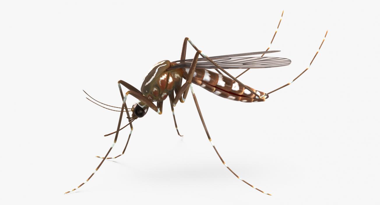 3D model Mosquito Rigged