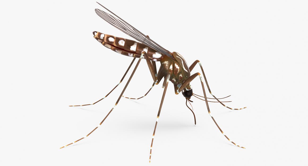 3D model Mosquito Rigged